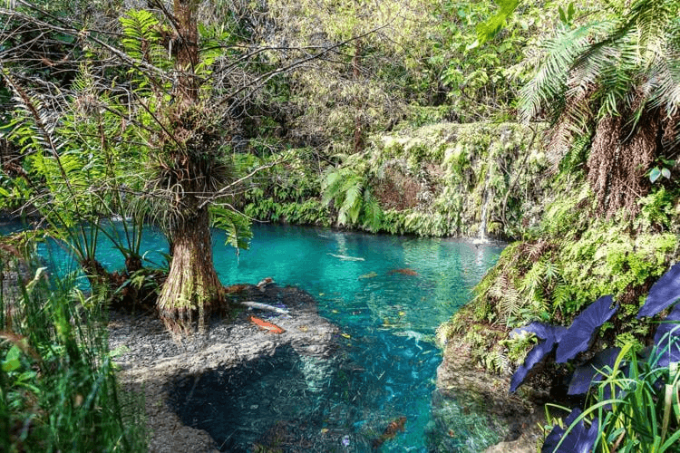 Patch of Heaven Sanctuary