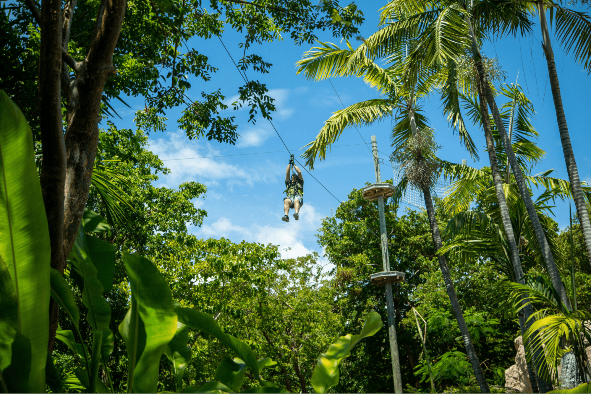 Jungle Island — Treetop Trekking